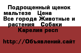 Подрощенный щенок мальтезе › Цена ­ 15 000 - Все города Животные и растения » Собаки   . Карелия респ.